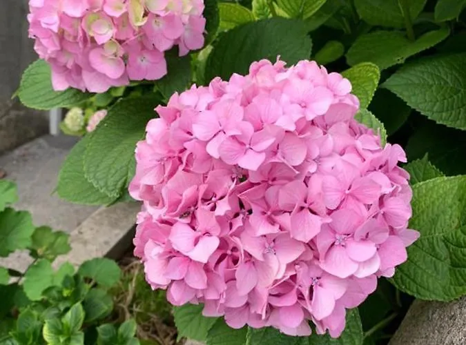 Appartamento By The Sea - Perna, Peljesac - 4540 Kuciste