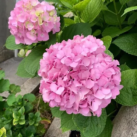 Appartement By The Sea - Perna, Peljesac - 4540 Kuciste